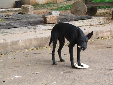 black dog photo